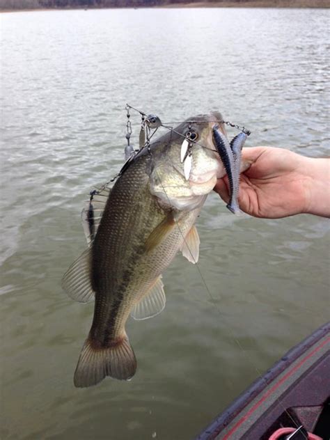 Caught A Largemouth Bass On Lake Cumberland Using A Alabama Rig