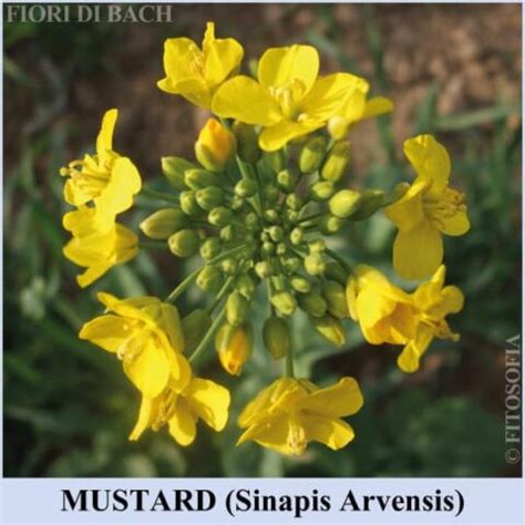 Mustard Fiore Di Bach N21 Floriterapia Fitosofia