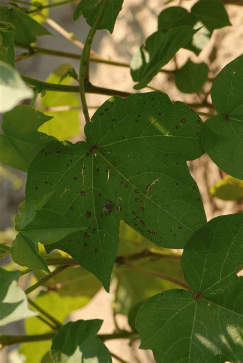 Cotton Foliar Diseases Updatedcorrected Mississippi Crop Situation