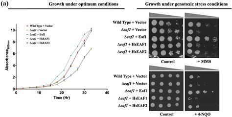 Function Complementation Of Eaf Deletion Phenotypes A Growth