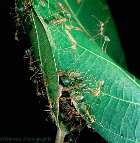 Green Tree Ants making a nest photo WP16799