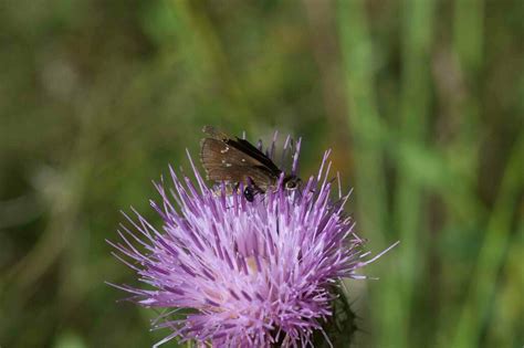 Clouded Skipper In September By Moses Michelsohn Inaturalist