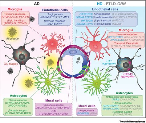 Disentangling Brain Vasculature In Neurogenesis And Neurodegeneration