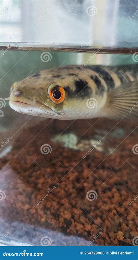 Channa Fish stock photo. Image of fish, shrimp, reptile - 264729888