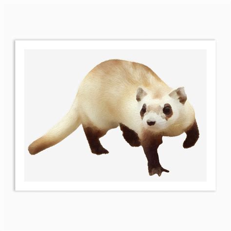 Ferret Art Print by Aloke Design - Fy