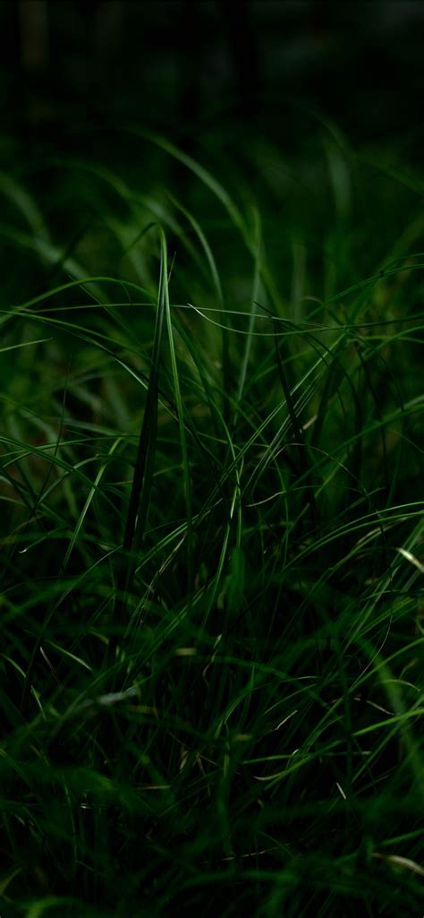 Green Grass 53 Iphone Wallpapers Free Download