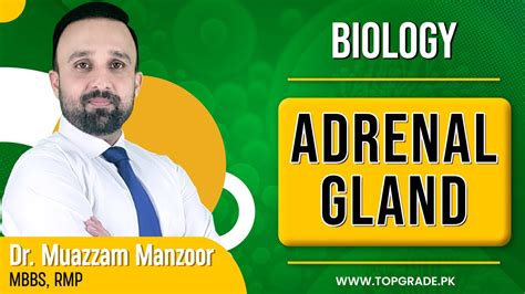 Biology Adrenal Gland Topgrade Lectures Youtube