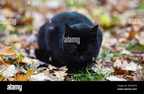 Black cat autumn leaves Stock Videos & Footage - HD and 4K Video Clips ...