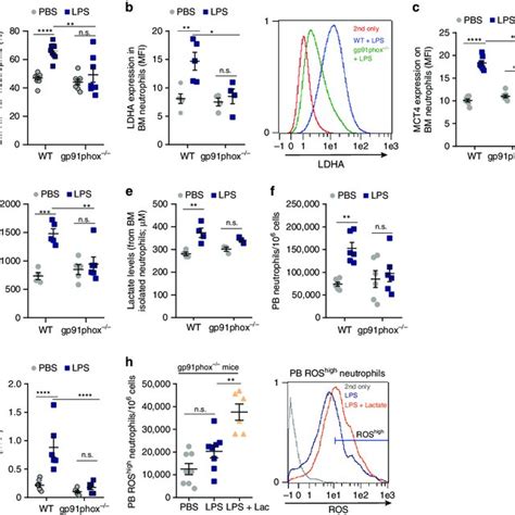 Gpr81 Lactate Signaling Mediates Neutrophil Mobilization A B Frequency Download Scientific