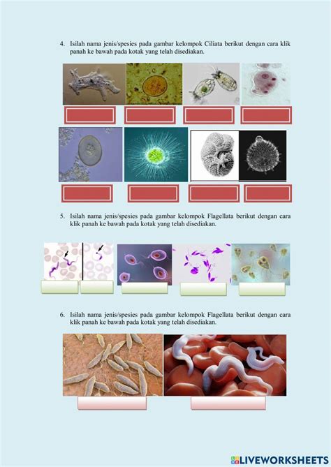 Protozoa Interactive Worksheet Live Worksheets Worksheets Library