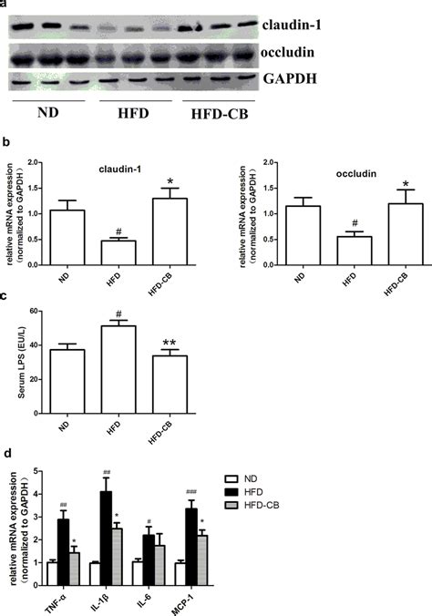 Cb On Tj Proteins Expression Serum Lps And Epididymal Adipose