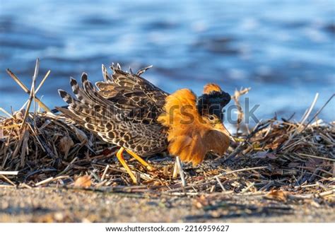 Male Ruff Bird Breeding Plumage Stands Stock Photo 2216959627