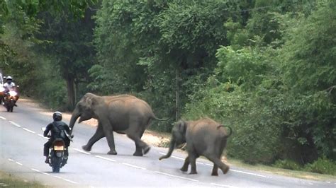 Wild Elephants Crossing An Elephant Corridor On Plonnaruwa Main Road Breathtaking Moment 象