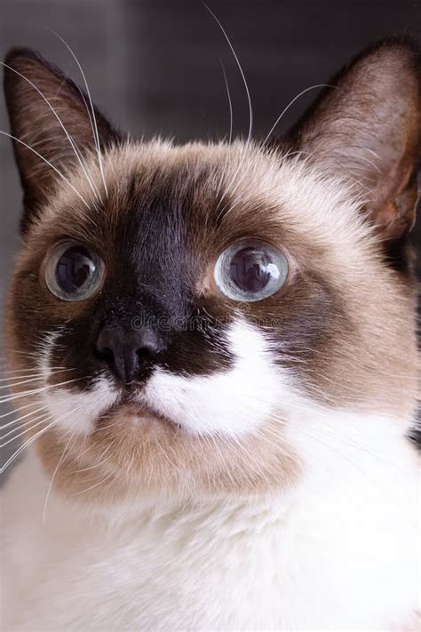 Siamese Cat with Blue Eyes Closeup Portrait Stock Image - Image of ...