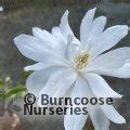 Magnolia From Burncoose Nurseries Page 4