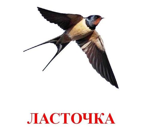 Ласточка картинка для детей в школе и в детском саду.
