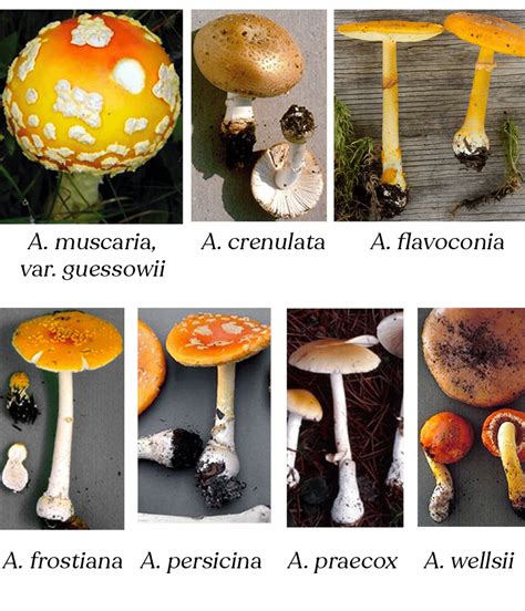 Amanita Muscaria Mushroom A Trippy Guide Doubleblind Mag