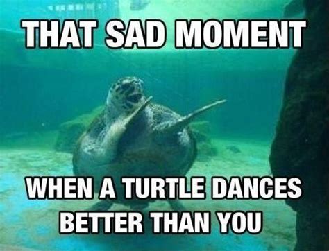 30+ Hilarious Turtle Memes That Will Make Your Day Brighter!