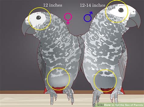 How To Tell The Sex Of Parrots Steps With Pictures WikiHow