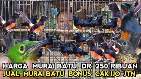 Berani Promo Sadis Beli Murai Batu Bonus Cucak Ijo Jantan Di Pasar