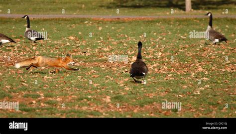 Fox And Geese Hi Res Stock Photography And Images Alamy