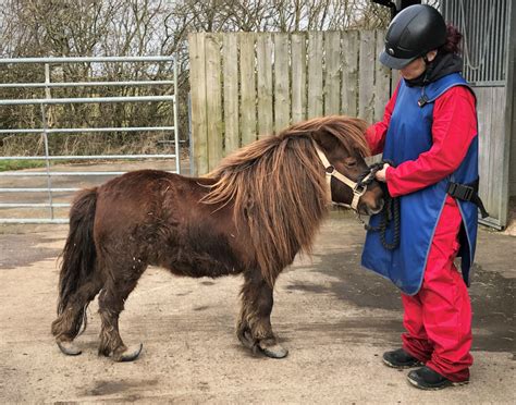 Neglected Shetland Pony Rescued Horse And Hound