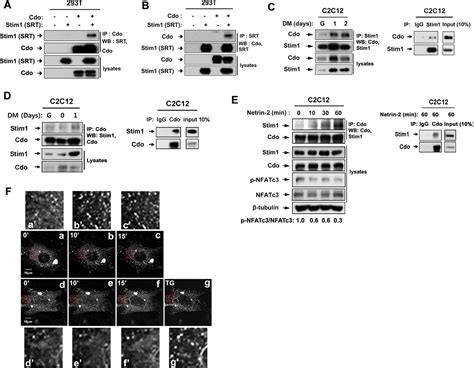 Phosphorylation Of Stim1 At Serine 575 Via Netrin 2 Cdoactivated ERK1