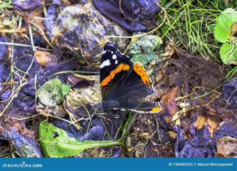 La Mariposa Vanessa Atalanta Conocida Como Almirante Rojo O Admirable