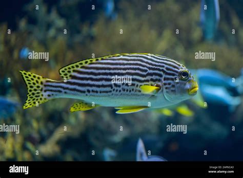 Stripe White Black Freshwater Fish