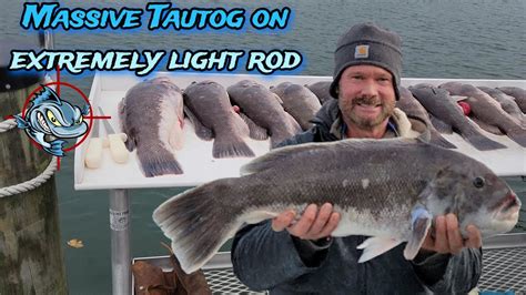 Massive Tautog On Extremely Light Fishing Rod YouTube