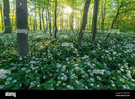 A beech tree forest, Jutland, Denmark comes to life with wild ramson ...