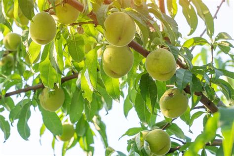 Peach Tree Care » Tips for Healthy Trees