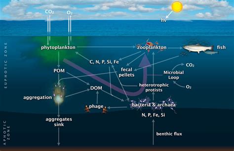 Rethinking The Marine Carbon Cycle Factoring In The Multifarious