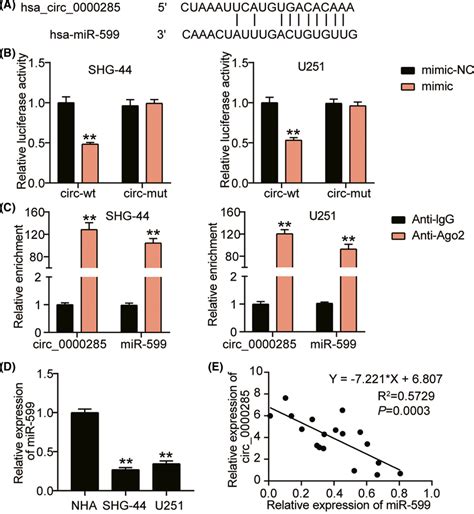 Direct Interaction And Negative Regulation Between Hsa Circ 0000285 And