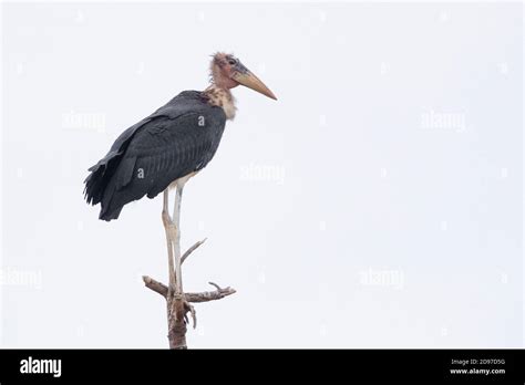 Marabou Stork Leptoptilos Crumeniferus On Dead Tree South Africa