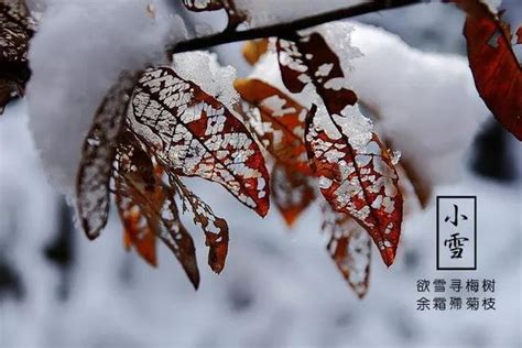 「詩詞鑑賞」小雪時節，品讀最美的小雪古詩詞 壹讀