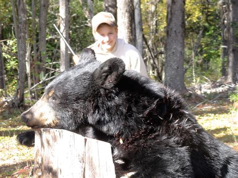 Bc Canada Black Bear Hunting Bowhunting Hunting Black Bear In British