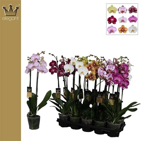 Phalaenopsis Tak Gemengd Bloem Takgemeng Floraxchange