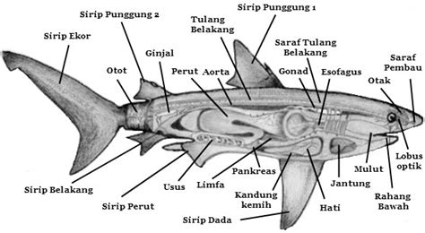 Struktur Dan Fungsi Tubuh Pisces Mikirbae