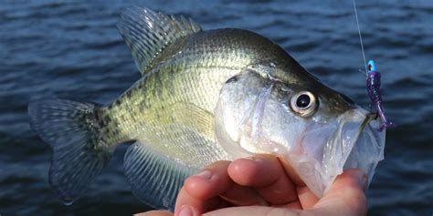 3 Subtle Tips For Catching Late Summer Crappie