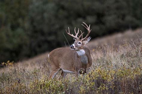 Whitetail Rut Deer Hunting Guide With HuntStand Pro Whitetail HuntStand