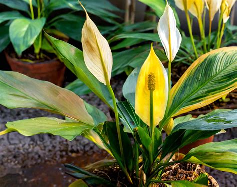 What Causes Peace Lily Yellow Leaves | Plantly