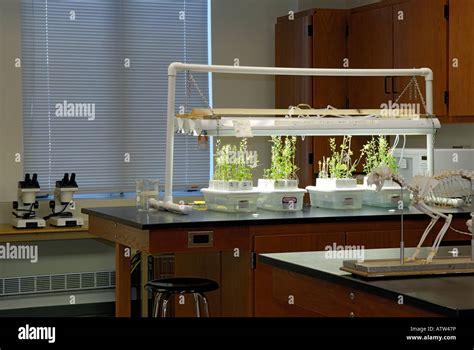 A Modern High School Biology Classroom With A Cat Skeleton Lab Tables