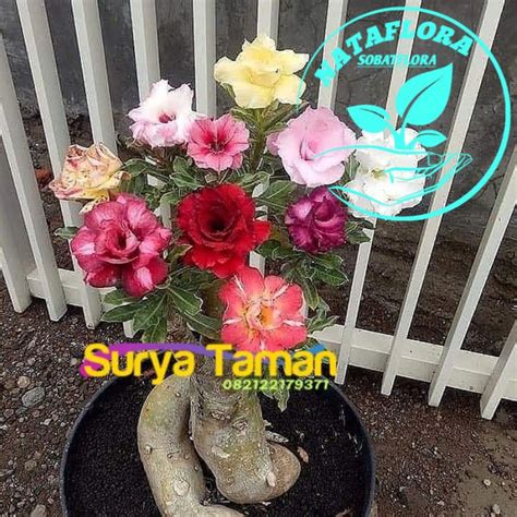 Jual New Adenium Kamboja Jepang Bunga Tumpuk Bonsai Multicolor