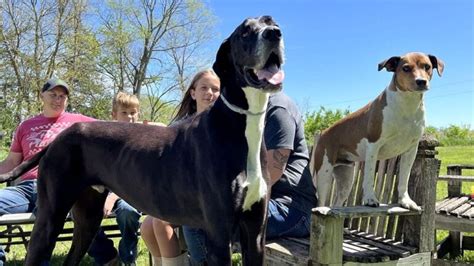 Cane Pi Alto Del Mondo Vola Sul Ponte Dell Arcobaleno