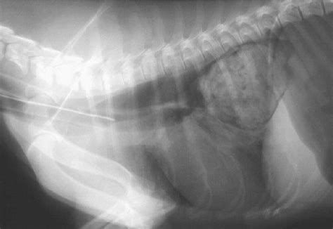 Figure 1 from Spirocerca lupi infection in the dog: a review ...