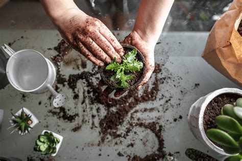 Como Deixar Suas Plantas Saud Veis E Bonitas Fertilizante Caseiro