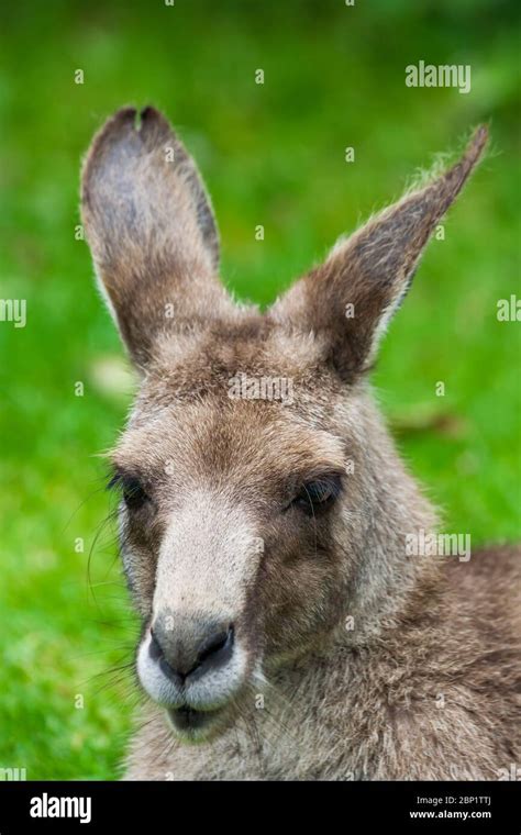 Eastern Grey Kangaroo Macropus Giganteus Portrait Of Marsupial Mammal