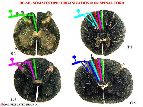 Pixelated Brain: Module 3, Section 2 - First Order Neurons of the DCML