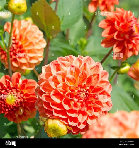 Dahlias Blossom Hi Res Stock Photography And Images Alamy